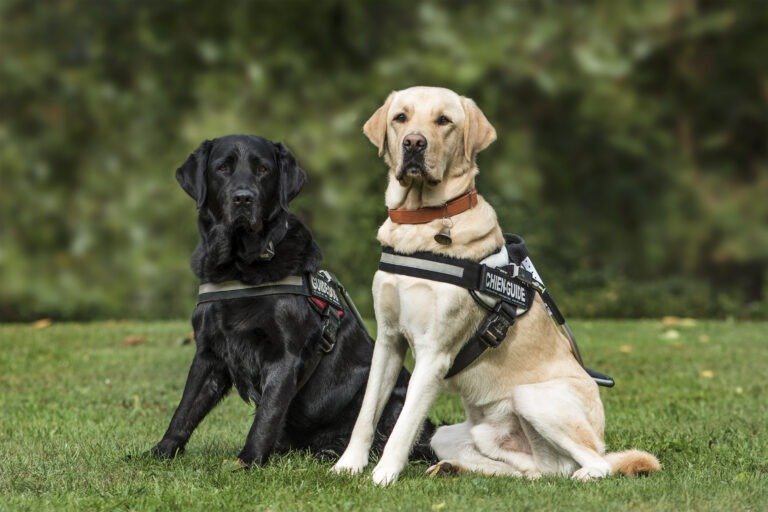 Guide dogs, Labrador Retrievers, 7 and 2 years old, in park