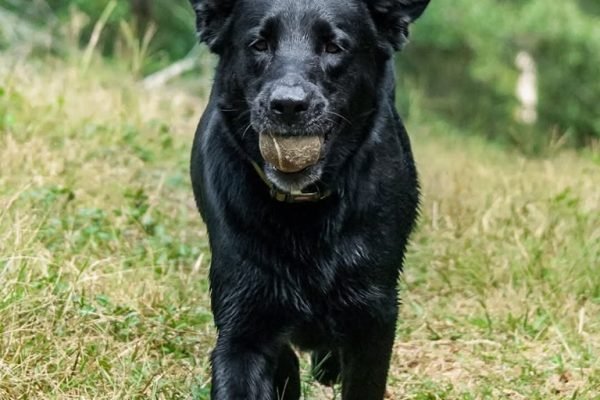 Personal protection dogs1253