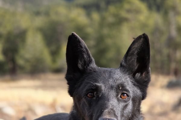 WhatsApp Image 2026-03-01 at 6.35.17 AM(1)